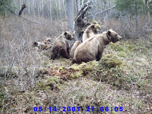 These Brown Bears come into my black bear bait sight to eat lunch. Mom has a collar and her cubs are entering their second summer.
