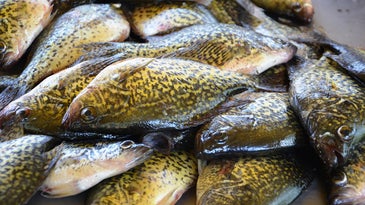 Wisconsin Man Fined $25,000 for Hoarding 2,500 Panfish