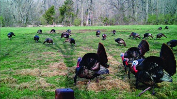 Turkey Hunting: Use Trail Cameras to Pattern Spring Gobblers