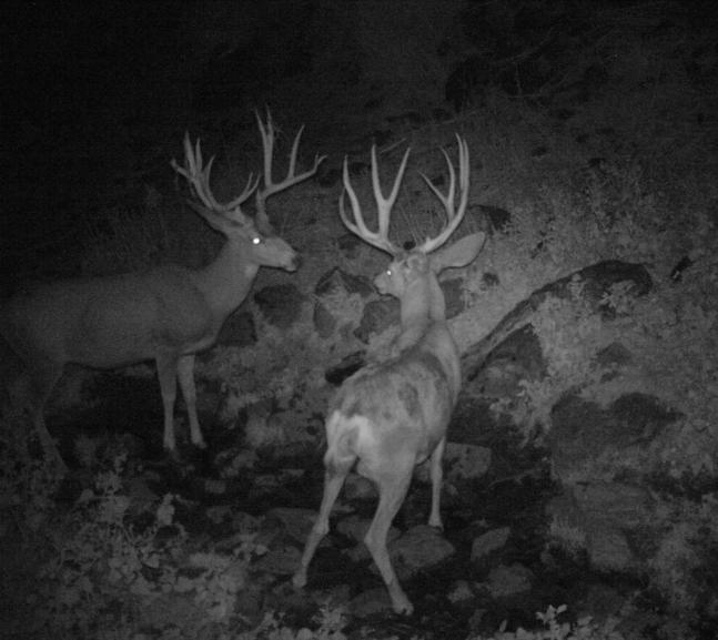 Two great bucks in a standoff over who gets to drink first from a spring