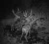 Two great bucks in a standoff over who gets to drink first from a spring