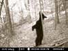 Little to the left...That's it! Our trail cam caught this guy in the heat of some intense scratching.