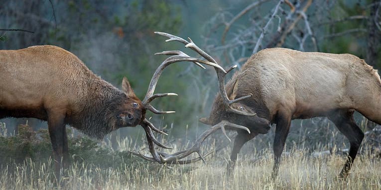10 Best Public Lands for Elk (And How to Hunt Them)