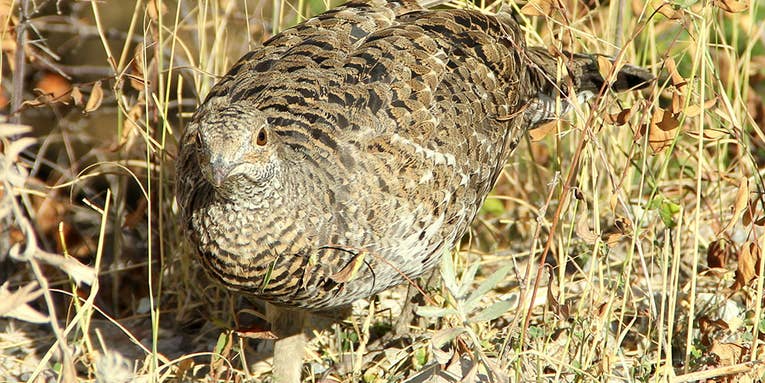 Should Bird Hunters Use Non-Toxic Shot for Grouse and Woodcock?