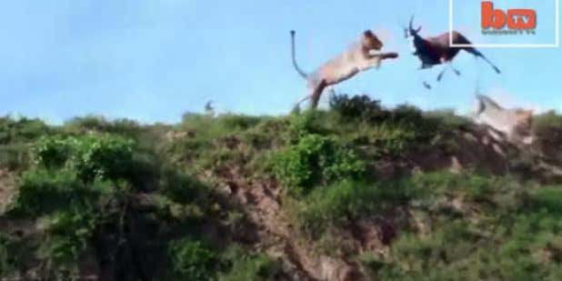 Video: Lion Grabs Blesbok in Mid-Air