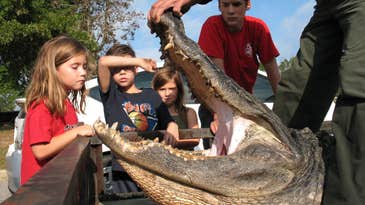 Catching a 13-Foot Alligator in South Carolina’s Marion Lake