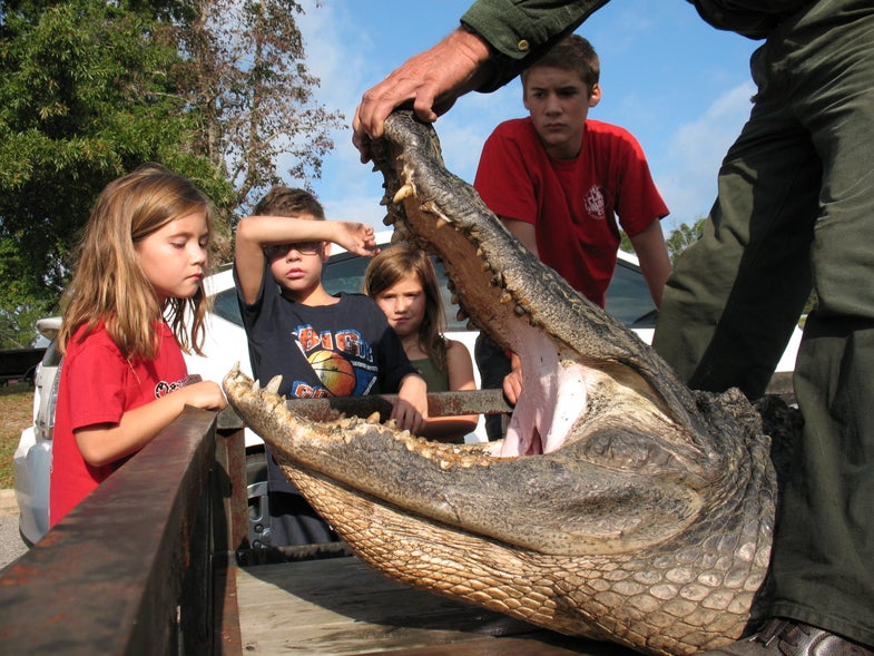 In this photo young onlookers peer into the reptile's mouth. "This 'gator could have swallowed a small person in one gulp," said Shire. In its stomach, however, were several turtle shells and one giant catfish.