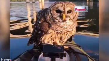 Video: Owl Snatches Angler’s Lure, Requires Emergency Rescue