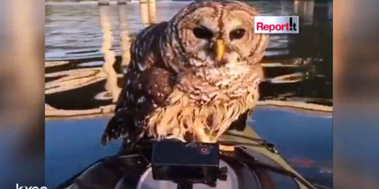 Video: Owl Snatches Angler’s Lure, Requires Emergency Rescue