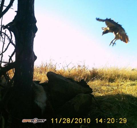 This is a pic of a red tailed hawk. I forgot to submit it last year so here it is. This is the only trail camera I have,but im only 13 years old.