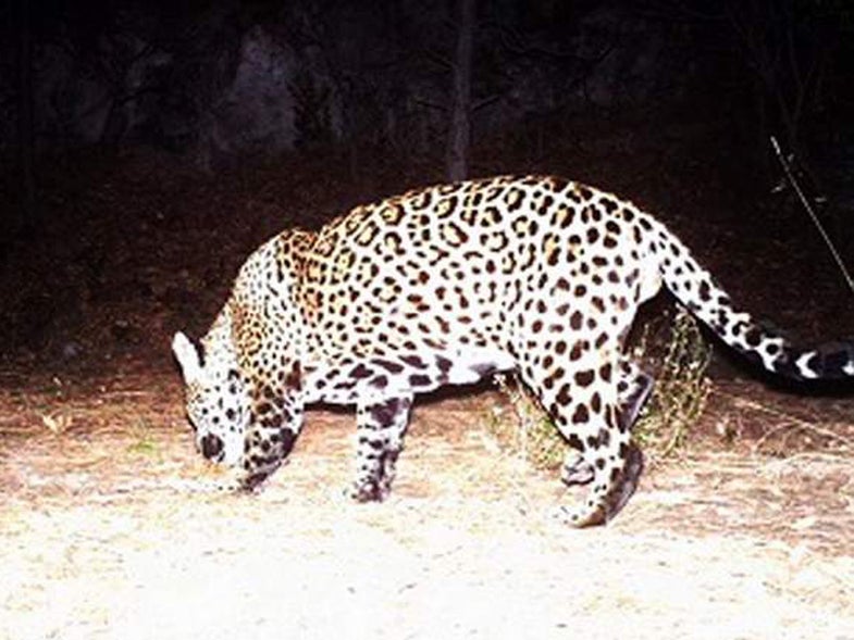 arizona jaguar