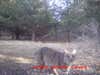 I got a picture of a bobcat in 2008, having been trying to capture another one since. She just came stolling by. At least from the size I'm saying she. I was so excited!