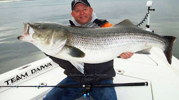 Huge 74lb. Striper Pulled From Long Island Sound