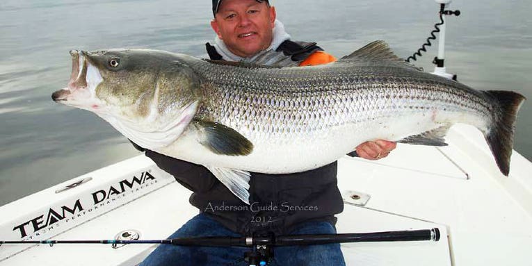 Huge 74lb. Striper Pulled From Long Island Sound