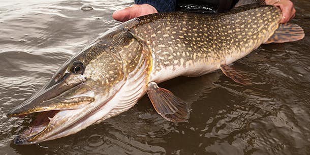 How to Catch Monster Pike from Small Waters
