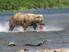 Bears fishing the river in Alaska