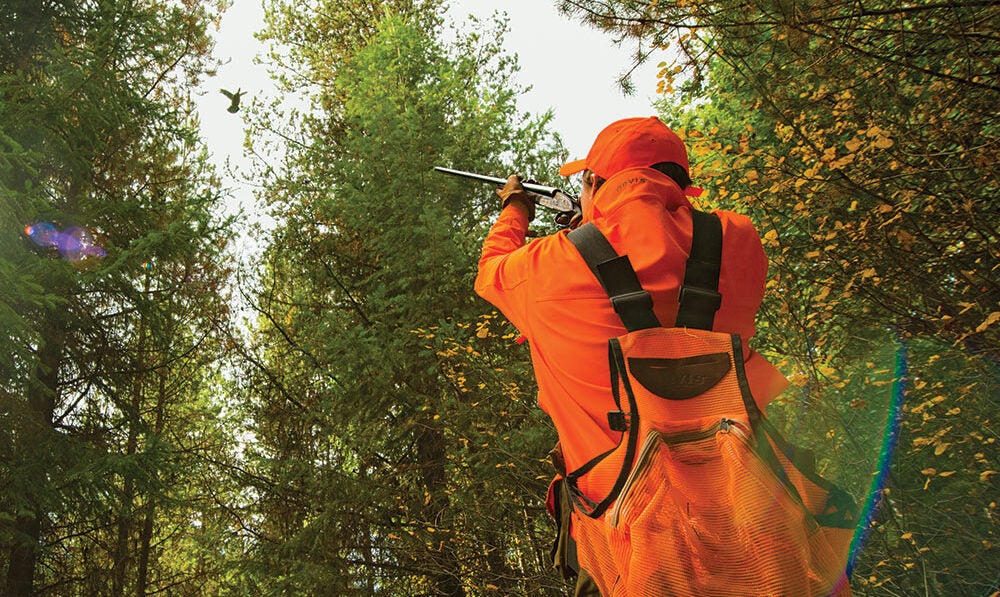 Hunter in orange shooting at a fleeing ruffed grouse