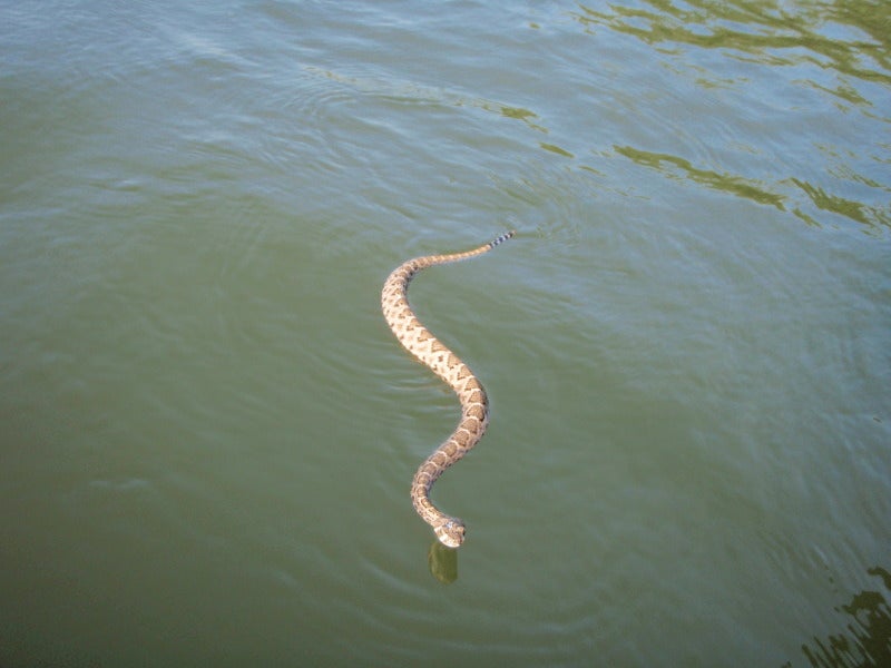 Змеи в анапе в море