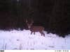 I have about 50 pictures of this buck. He can read my mind cause when I'm there he is not. If I go to another stand you can bet who's gonna show up.