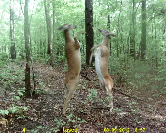 Couldn't believe it when I went to view my trail cam pic's and saw this one!!! Talk about perfect timing!