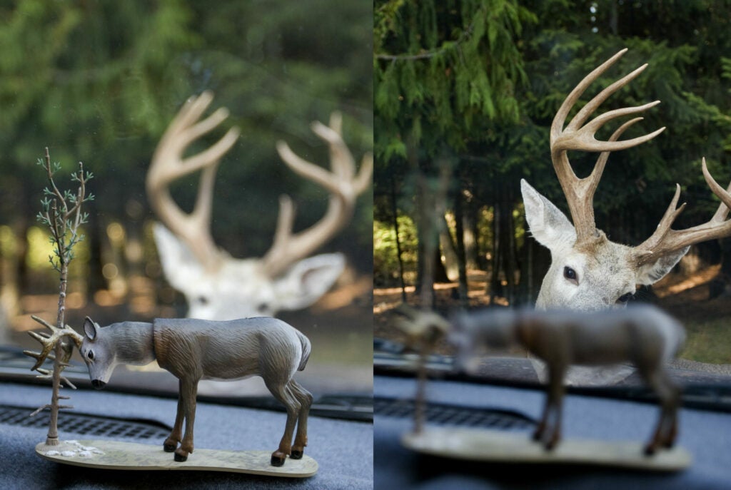 When photographer Tim Christie saw this whitetail buck in the outskirts of Coeur d'Alene, Idaho, he reached into the backseat of his pickup truck for a camera. By the time he looked back, the buck had moved directly in front of the truck, apparently peering through the windshield at the toy bobblehead of a whitetail making a rub, which Christie keeps on his dashboard. "My son bought me that bobblehead as a Father's Day present," he says. "This could become a whole new hunting strategy."<br />
<strong>Location</strong>: Coeur d'alene, Idaho<br />
<strong>Issue</strong>: August 2009