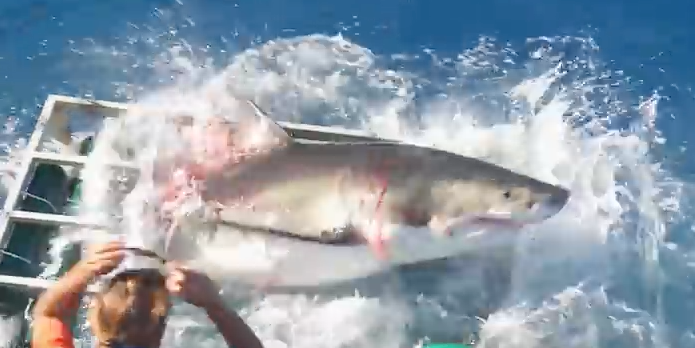 Video: Great White Shark Breaks Open Diver’s Cage