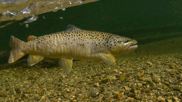 Secrets for Catching Big Trout on Ultralight Tackle