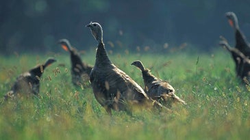A Bump in Turkey Poult Production Shows Promise in Missouri