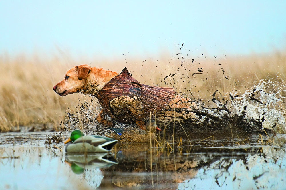 "This dog would run through a brick wall if he could," says Ben Burgess about Jake, his 6-year-old yellow Labrador retriever, who charged through decoys to retrieve a mallard in this slough on a late-season waterfowl hunt north of Pierre, S.D. "It's exciting to watch a dog with that kind of drive, who is just so intense in the field, make a great water entry," says photographer Bill Buckley. "It's as if the muddy water behind him is being sucked up by a vacuum."<br />
Burgess knew he had the right dog after Jake retrieved a four-person limit of ducks and geese in one day and still wanted more. "When Jake brings a bird back, it's almost comical--head held high, bird-first. Cocky is the perfect word for him."<br />
<strong>Location:</strong> Pierre, S.D.<br />
<strong>Issue:</strong> October, 2012<br />
<em>Photo by Bill Buckley</em>