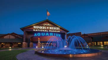 Step Inside the Wonders of Wildlife—the “Best” New Museum in America