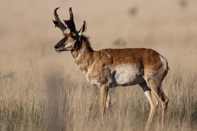decoying antelope