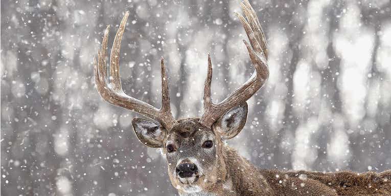 The Closers: 54 Expert Tips on How to Tag a Winter Buck Before the Season Ends