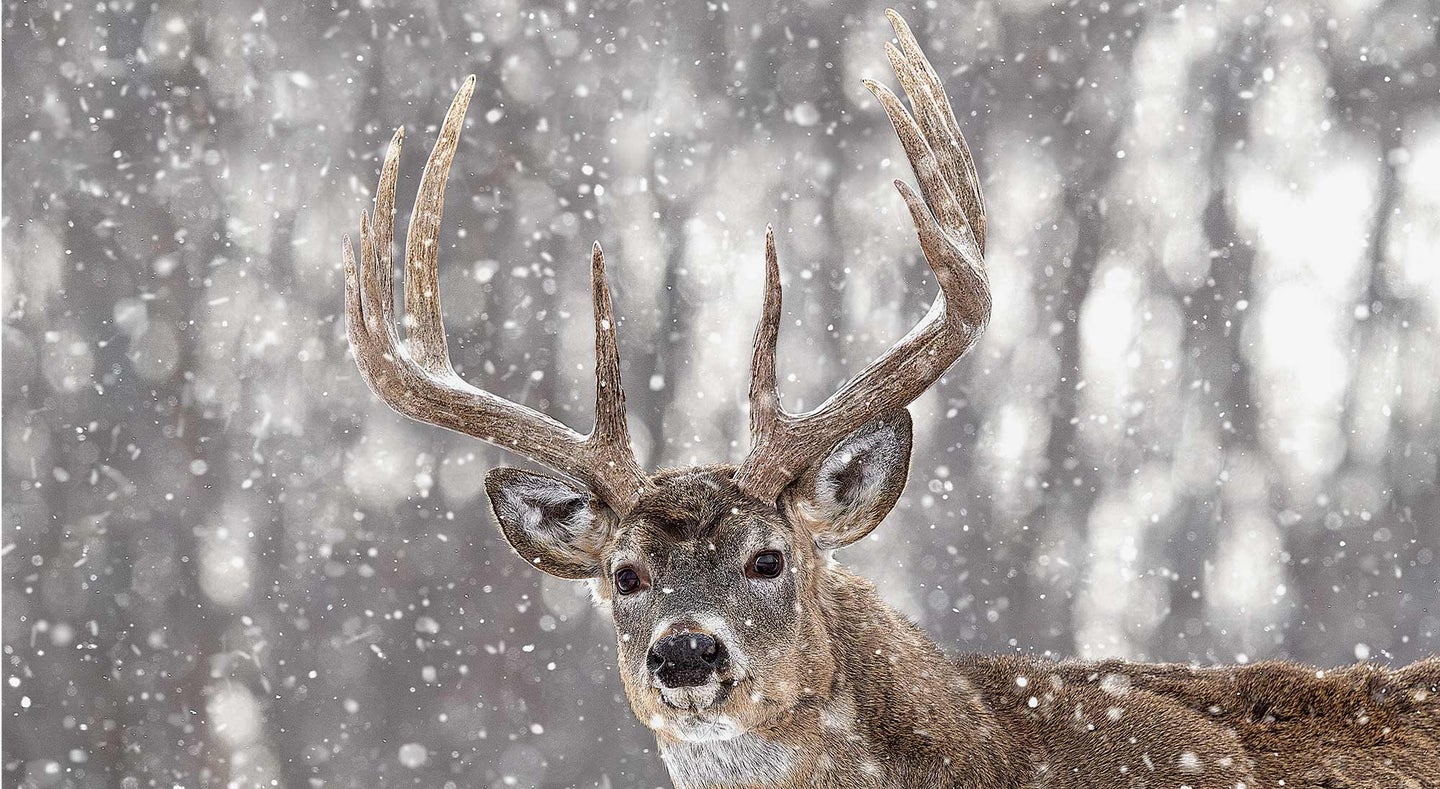 10 point whitetail buck in the snow