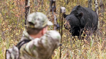 Two Strategies for Stalking Black Bears