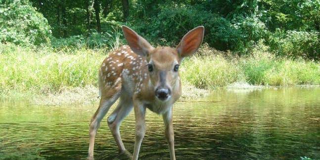 Trail Cam Photos: The 56 Best Wildlife Shots from Our 2012 Fall Contest (Round I)