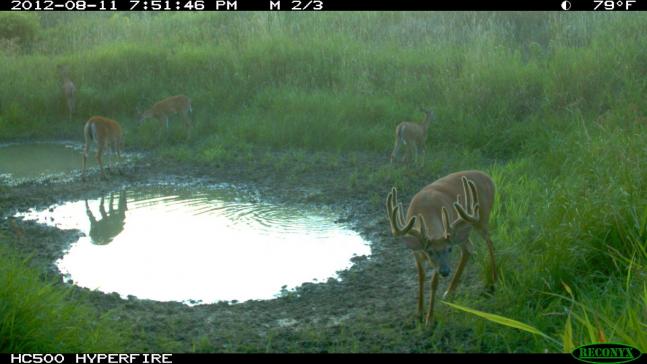 This is a buck roaming around the area that has many people talking. Hopefully he will still be around for rifle season!