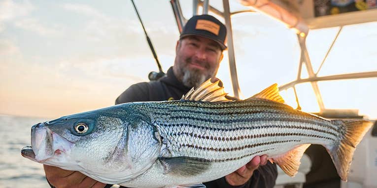 Bunker Lunkers: How to Catch Big Striped Bass on Menhaden