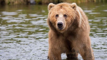 Bear Attack Myths Busted (and How to Stay Safe in Bruin Country)