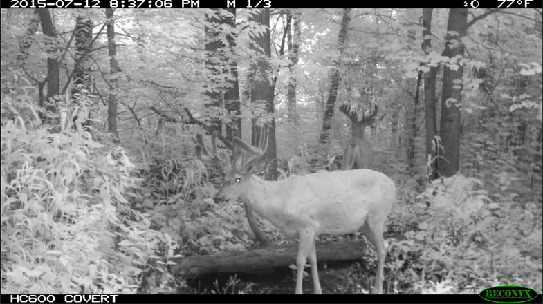 Deer, Deer Hunting, Trail-cam photo, scouting, whitetails, Rut Report, Scott Bestul
