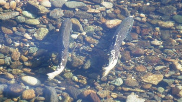 California Hopes $1M Water Chillers Will Save Hatchery Salmon