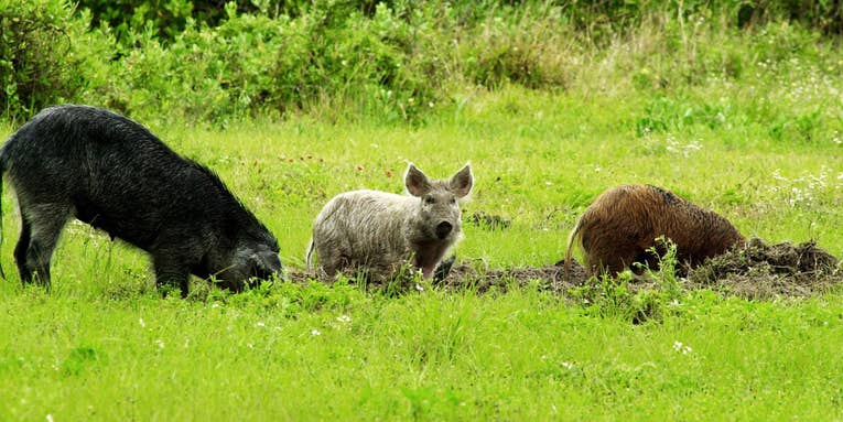 Missouri Proposes Hog Hunting Ban