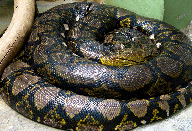 A reticulated python gets its name from the pattern of its markings.
<em>By Mariluna via Wikimedia Commons</em>