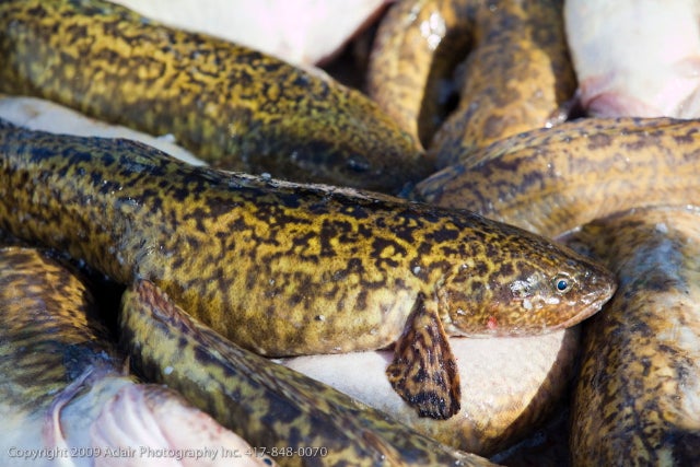 The only freshwater fish related to the saltwater cod family, eel pout is said to taste like lobster when prepared correctly. Correctly in Finland is with the fish discarded and the cavier served on a silver platter.