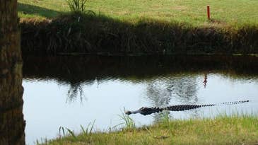 Training Dogs on Golf Courses? Watch Out for Alligators