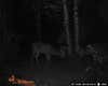 two bucks caught on trail camera