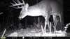 giant 12 point buck on trail cam