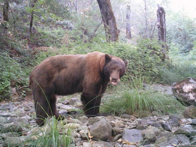 This large black bear is a frequent visitor at this stream crossing. He lives in a protected area and we hope to see more of him!