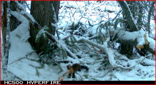 One of 167 pictures of pine marten over a three month period.