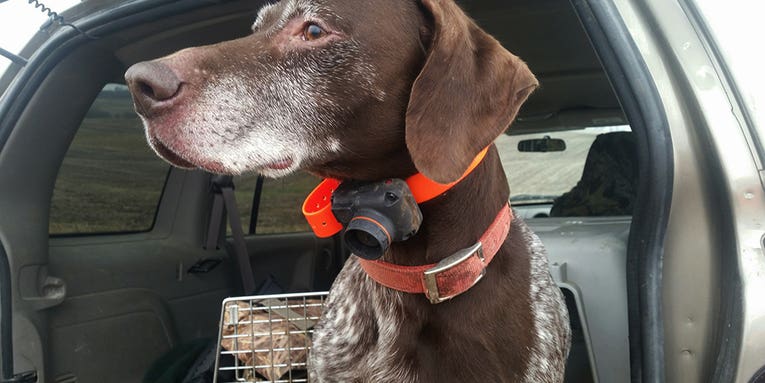 Electronic Collars for Upland Bird Dogs