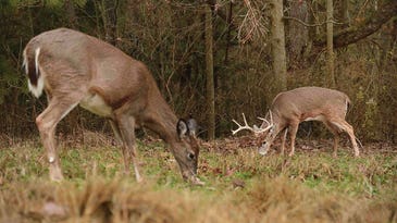 Food-Plot Rx: Keep Deer Happy, Fed, and On Your Land
